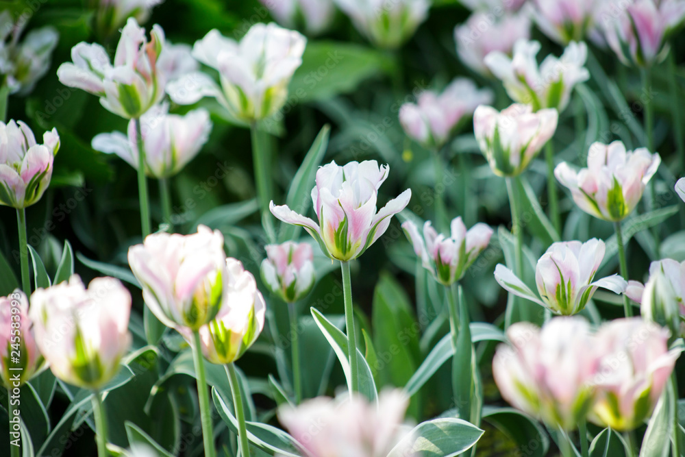 Obraz premium flowers in the garden
