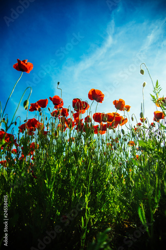 Spring poppy field. Red flower background. Blue sky, nature relax.