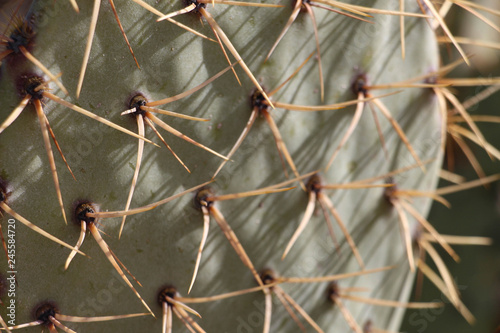 Prickly Pear close up in SCottsdale Arizona © DCA88