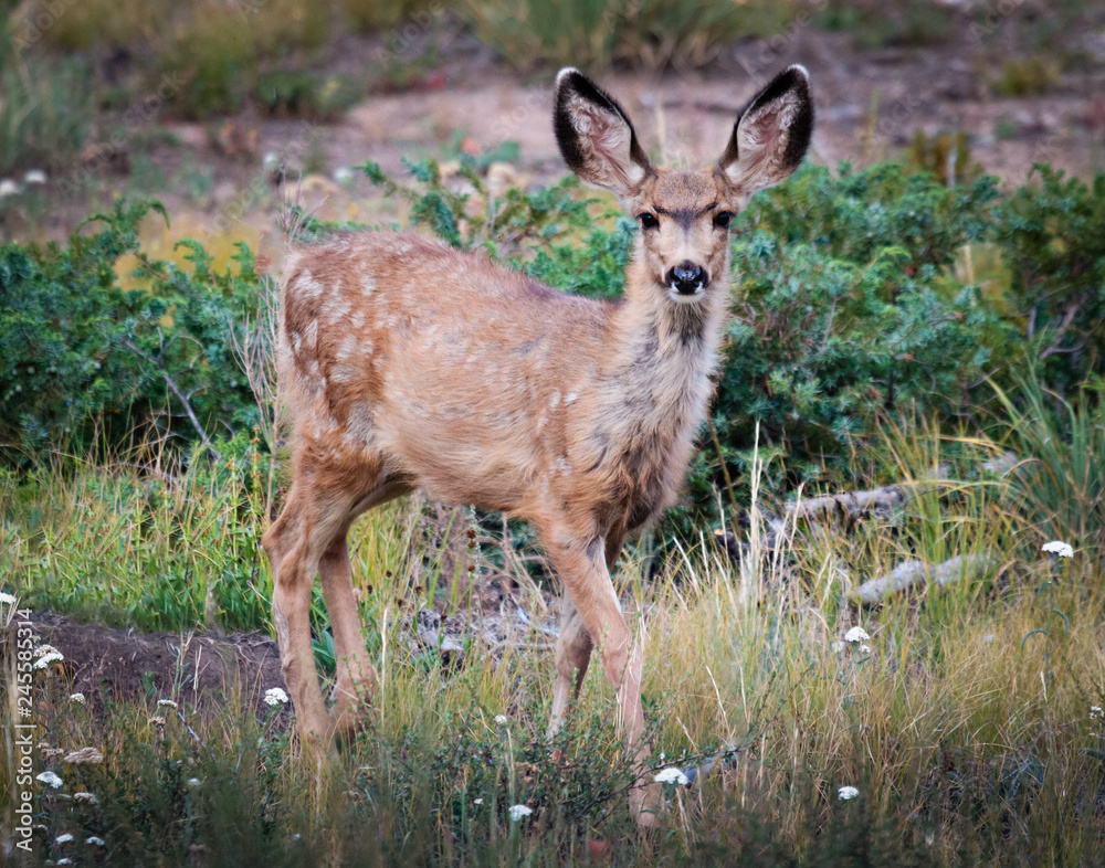 Wild Deer on the High Plains of Colorado Wild Deer on the High Plains of Colorado