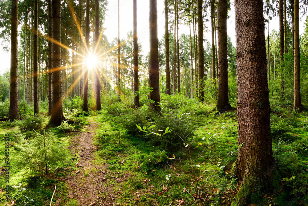 Fototapeta premium Piękny las wiosną z jasnym słońcem świecącym przez drzewa