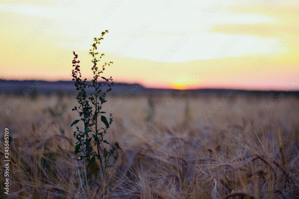 Obraz premium sunset