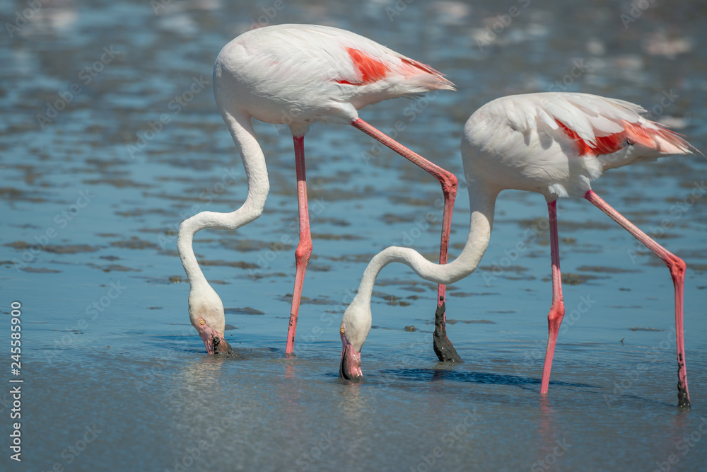Pair of wild Pink Flamingos feeding