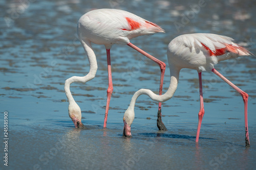 Pair of wild Pink Flamingos feeding