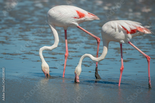 Pair of wild Pink Flamingos feeding © philscarlett.co.uk