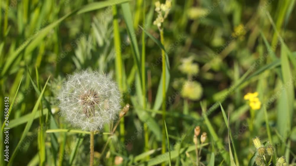 Dandelion flower in meadow. Dandelion seeds head in field. Dandelion flower in meadow. Dandelion seeds head in field.
