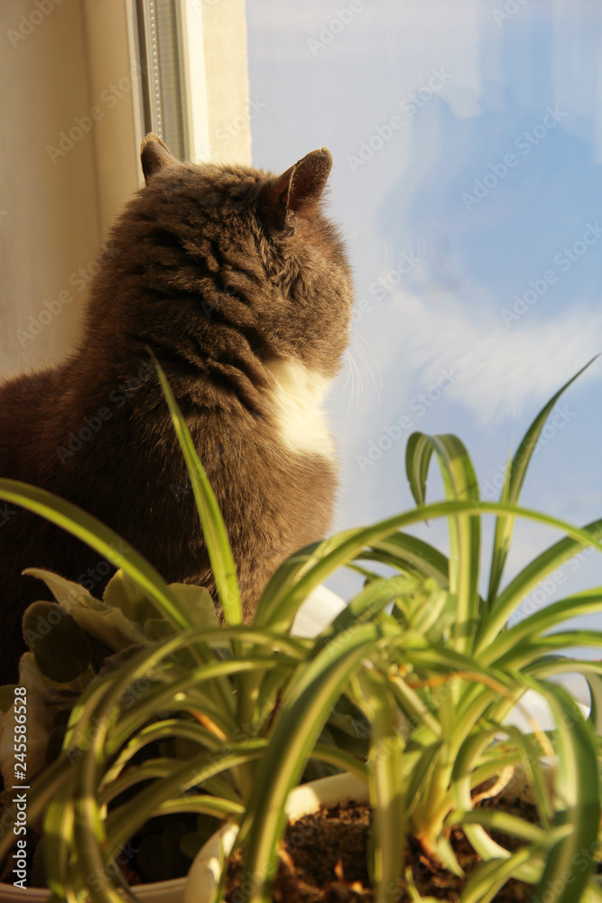 Beautiful cat sitting on the window
