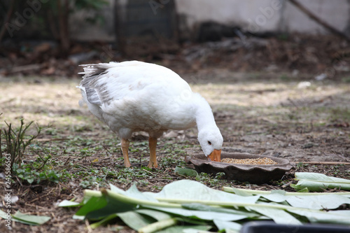Goose eatting food in garden