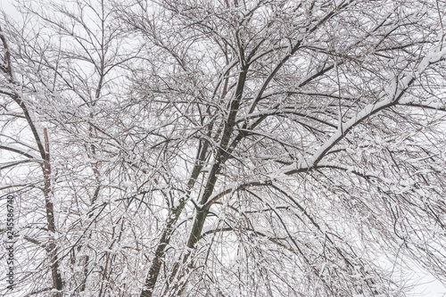Wallpaper Mural Treetop of tree branches without leafs covered with ice and frost on the misty or fogy cold winter day nature background Torontodigital.ca