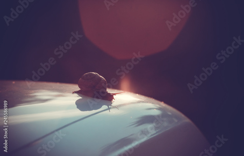 Garden snail crawling on the roof of the car in the bright rays of sunset