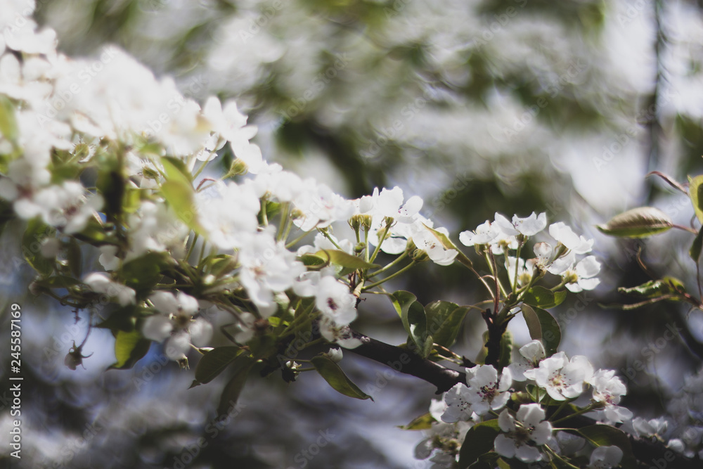Cherry blossom in spring garden Cherry blossom in spring garden