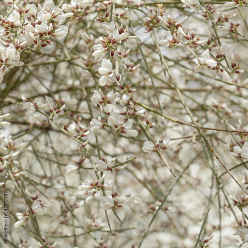 flowering almonds background