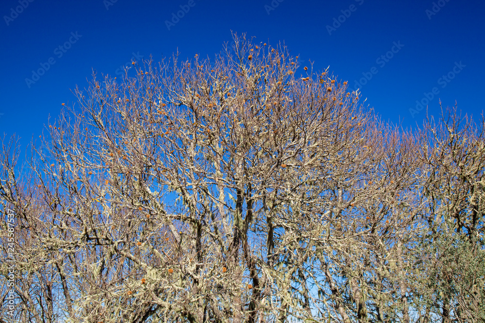 flora of Gran Canaria - sweet chestnut in winter flora of Gran Canaria - sweet chestnut in winter