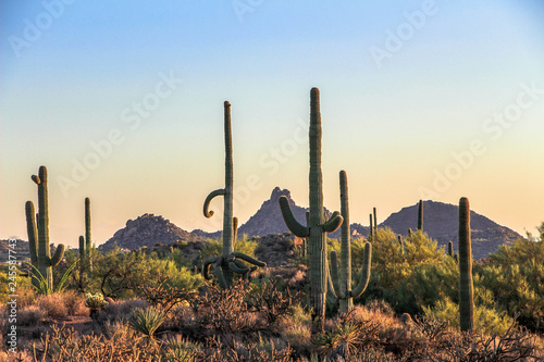 Saguaros and the McDowell Moutains in North Scottsdale Brown's Ranch hiking trail photo