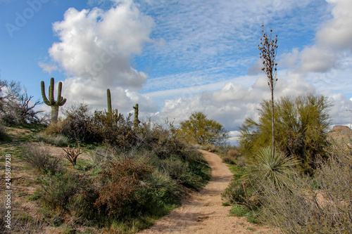 hikhing path in the Scottsdale Preserve