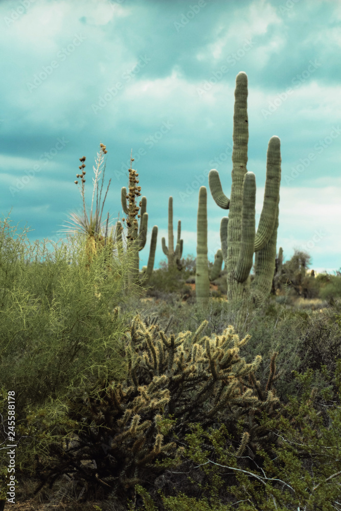 Saguaros in the Scottsdale Preserve