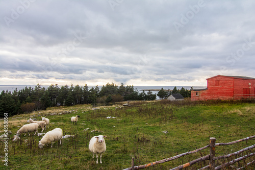 Sheep and fence in foreground on hillside overlooking ocean with red barn in the background