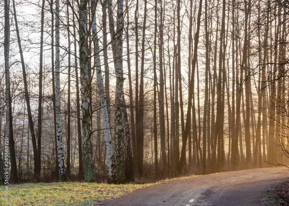 A road through misty woodland in gothenburg Sweden with golden light from sun A road through misty woodland in gothenburg Sweden with golden light from sun
