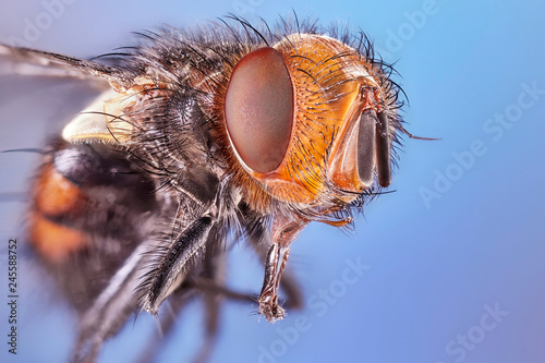 Macro lens close up detail shot of a common house fly.