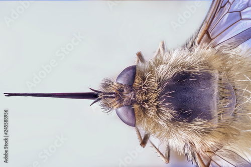 Bee Fly, Bombylius Major, isolated on blue background. Macro close up stacking image