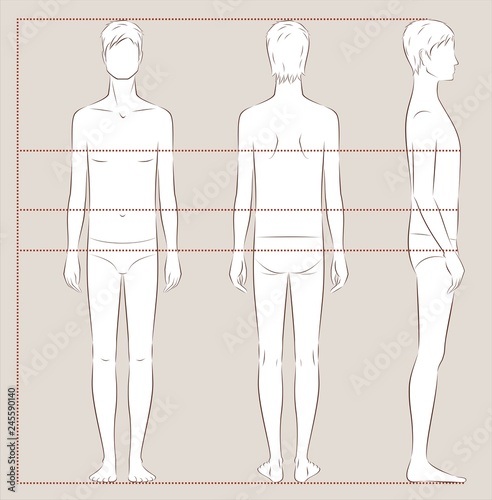 Male body lines and proportions for sewing