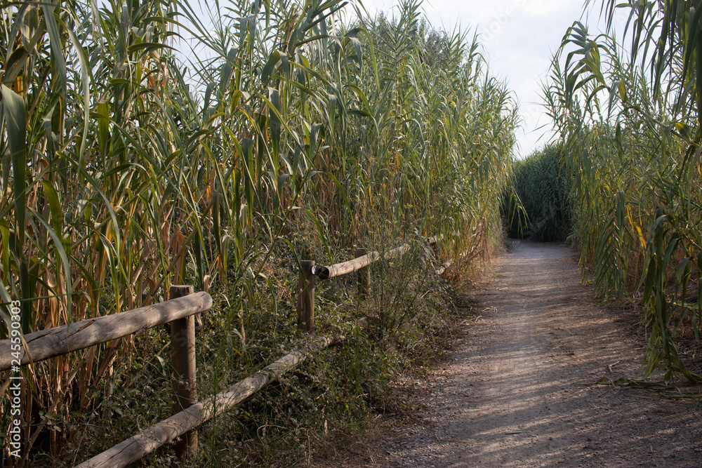 Paseo por el camino