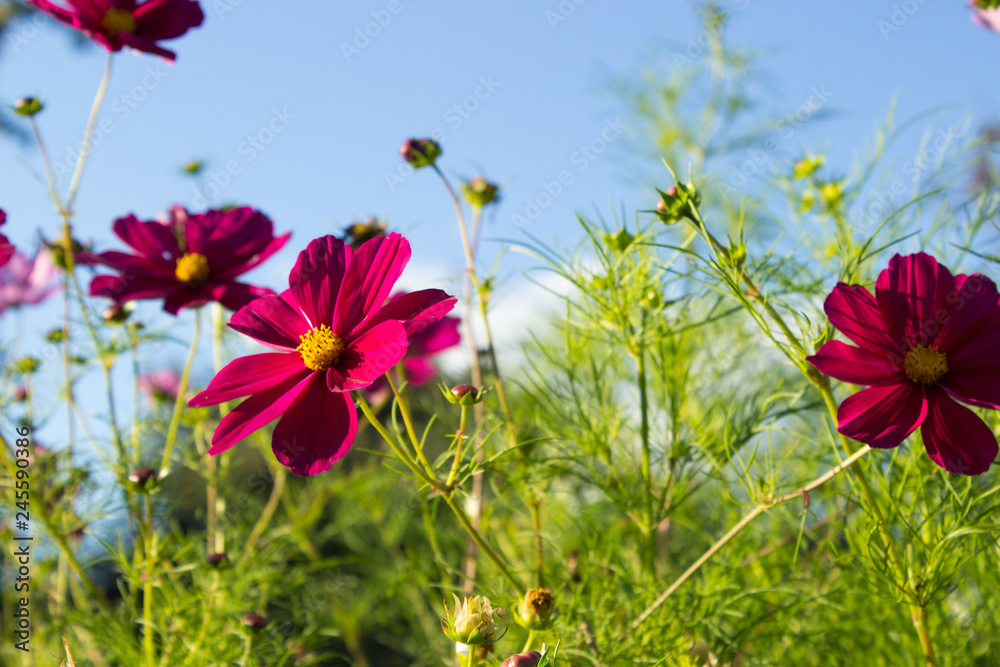 Cosmeas on a background of blue sky. Summer floral background. Copy space.