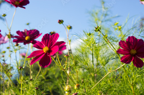 Cosmeas on a background of blue sky. Summer floral background. Copy space.