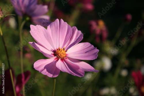 Cosmey. Summer floral background. Close-up. Copy space. photo