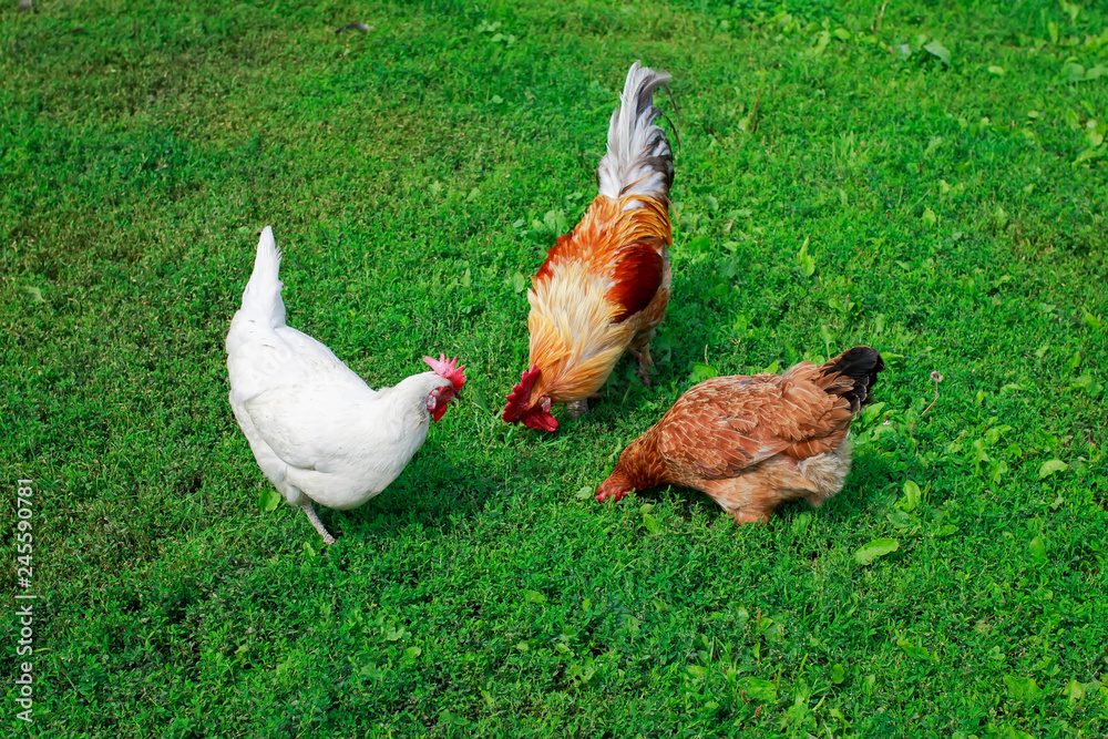 top view of the poultry a cock and hens walking on juicy green grass in the farm yard in the summer top view of the poultry a cock and hens walking on juicy green grass in the farm yard in the summer