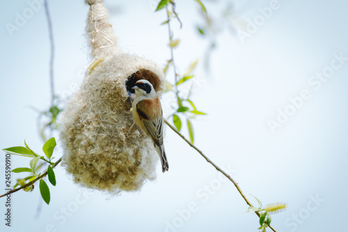 Penduline Tit (Remiz pendulinus). photo