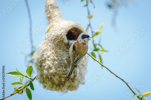 Penduline Tit (Remiz pendulinus). photo