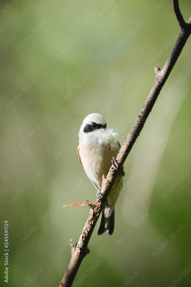 Penduline Tit (Remiz pendulinus). Penduline Tit (Remiz pendulinus).