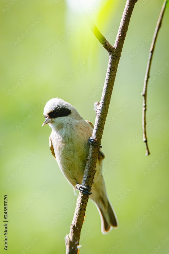 Naklejka premium Penduline Tit (Remiz pendulinus).
