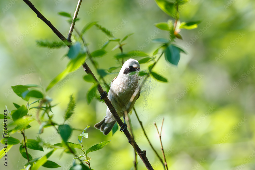 Naklejka premium Penduline Tit (Remiz pendulinus).