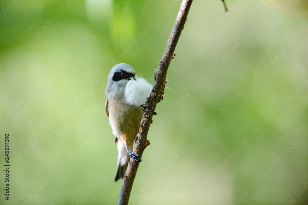 Fototapeta premium Penduline Tit (Remiz pendulinus).