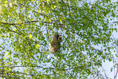 Penduline Tit (Remiz pendulinus).