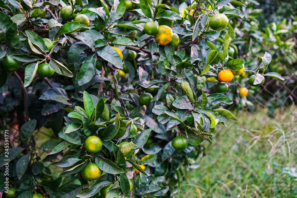 Tangerines ripen on a tree, but still green. Until full maturation remained 1 month. Tangerines ripen on a tree, but still green. Until full maturation remained 1 month.