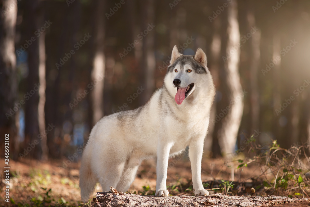 Beautiful gray Siberian Husky stands in the autumn forest with his paws on the trunk of a fallen tree. Beautiful gray Siberian Husky stands in the autumn forest with his paws on the trunk of a fallen tree.