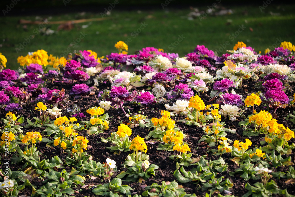 Colourful garden flowers Colourful garden flowers