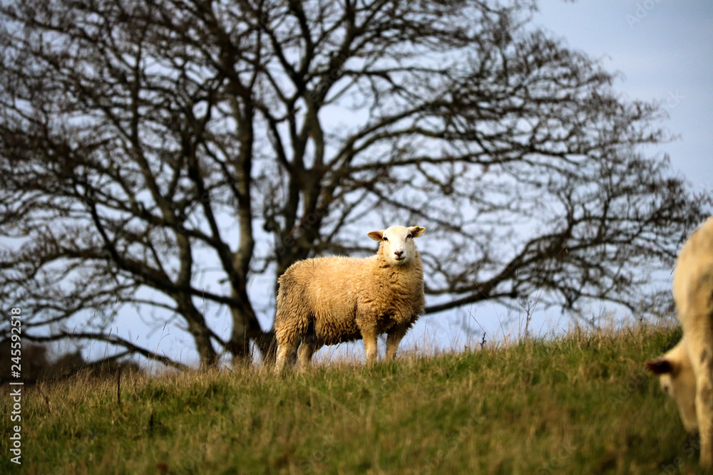 Fototapeta premium Sheep in a field