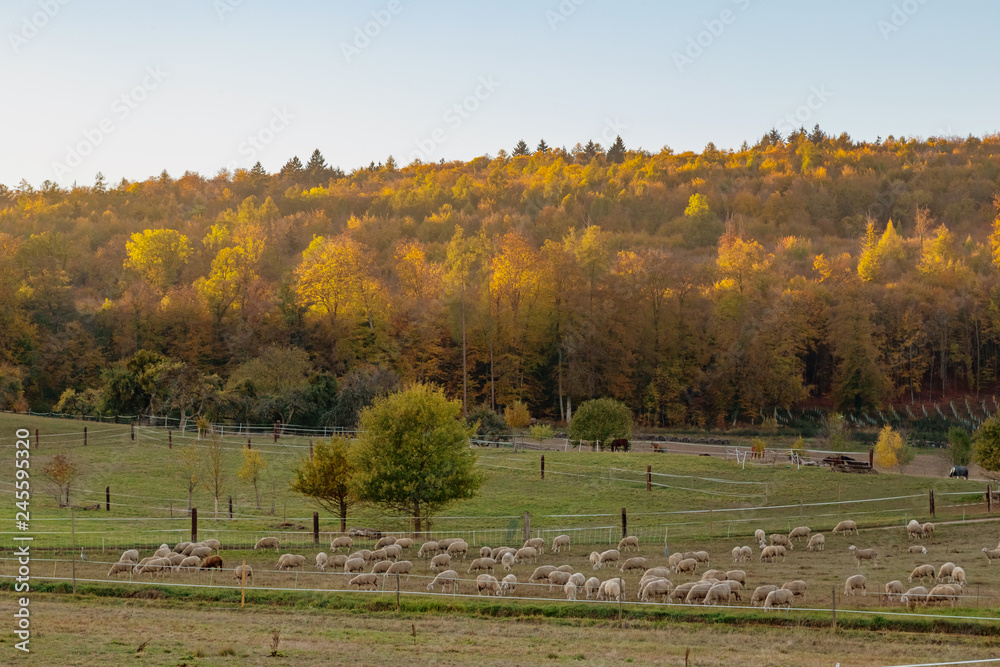 sheep on a meadow sheep on a meadow