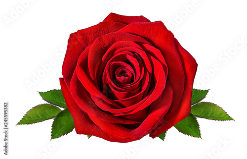 Photo Fresh beautiful rose isolated on white background with clipping path