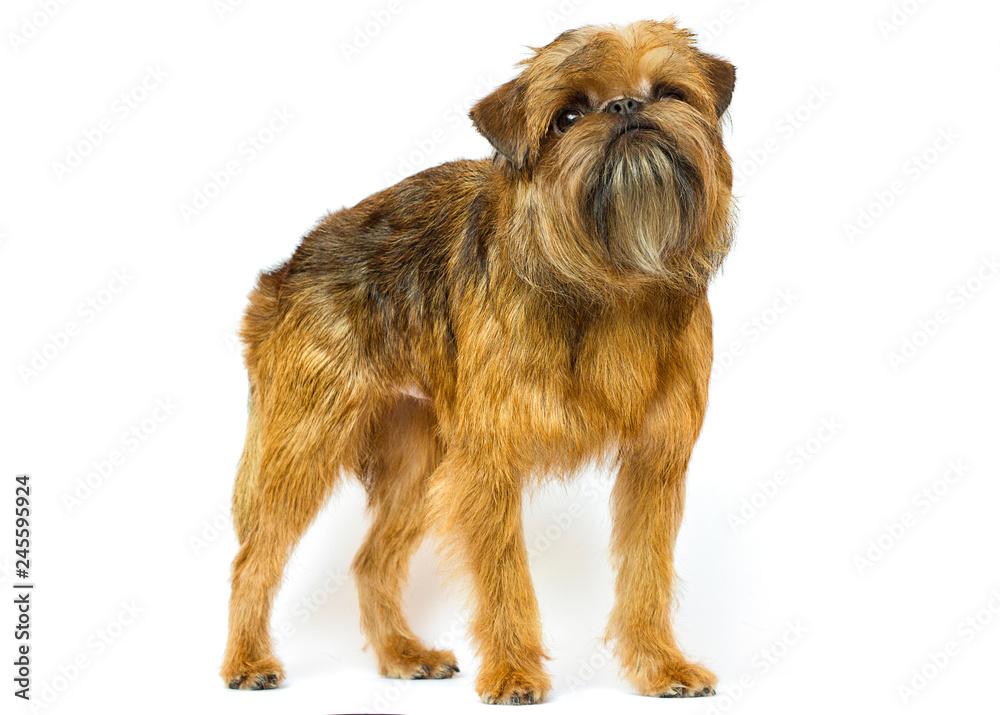 Griffon breed dog looks on a white background Griffon breed dog looks on a white background