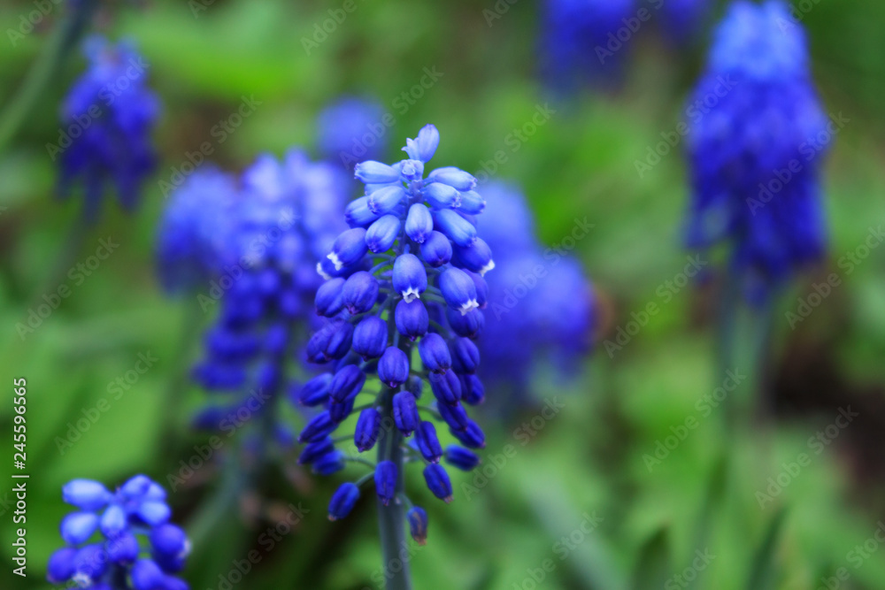 Blue flowers of mouse hyacinth or muscari in the garden. Spring floral background. Copy space. Selective focus. Close-up. Blue flowers of mouse hyacinth or muscari in the garden. Spring floral background. Copy space. Selective focus. Close-up.