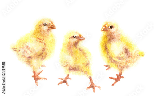 Watercolor Yellow Chickens on White