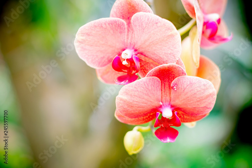 The beautiful branch of orchid in the garden background.