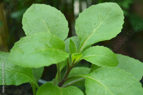 Longevity spinach, Gynura sp., Central of Thailand