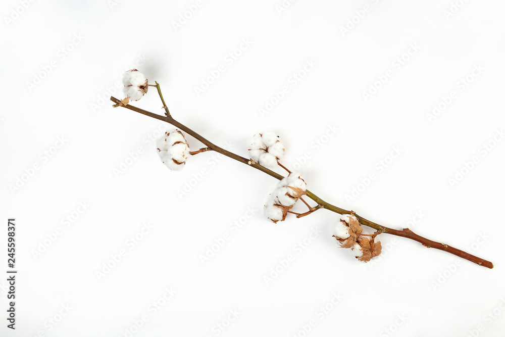 branch of cotton on a white background