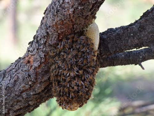 Bees on a pine tree in Arizona